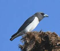 White-breasted Woodswallow