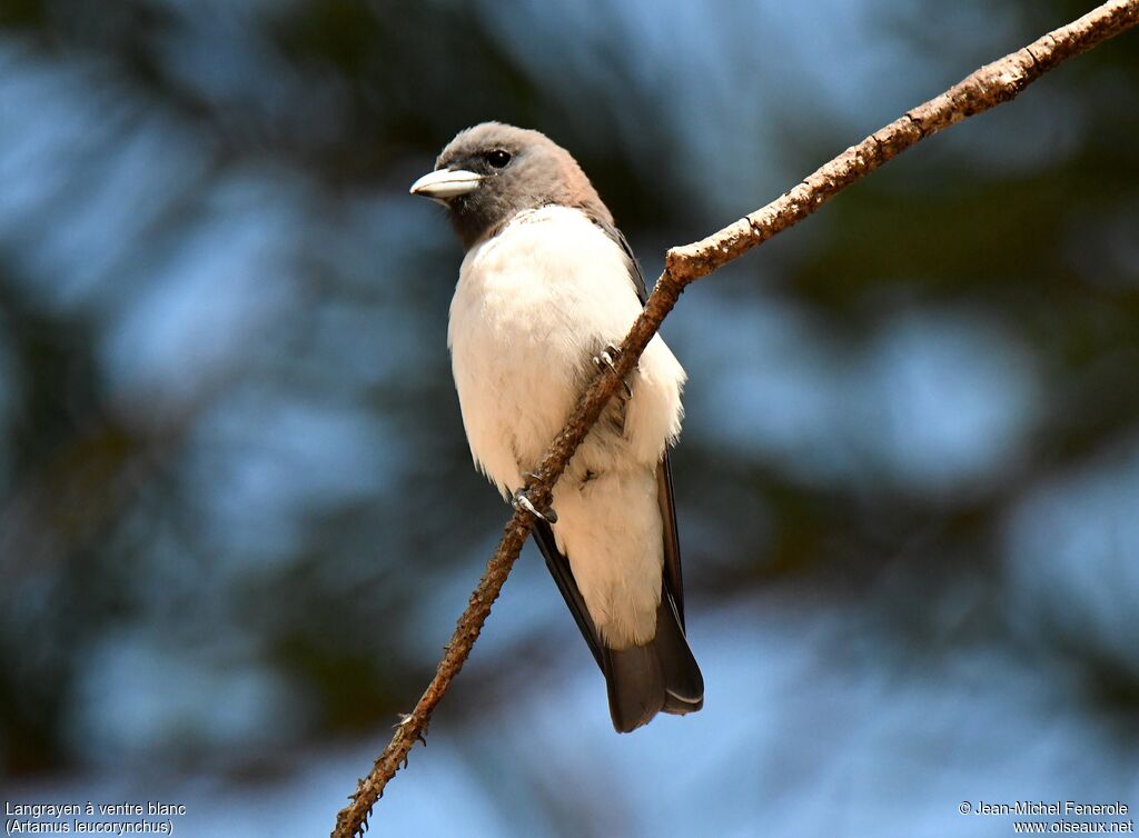 White-breasted Woodswallow