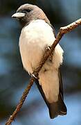 White-breasted Woodswallow