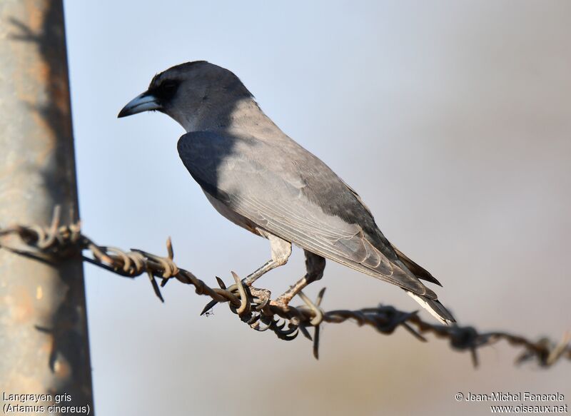 Black-faced Woodswallow