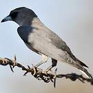 Langrayen gris