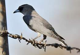 Black-faced Woodswallow