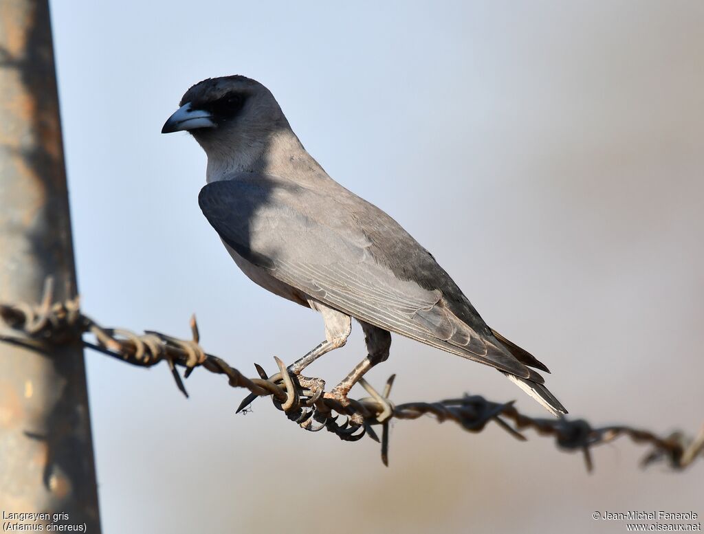 Langrayen gris