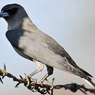 Langrayen gris