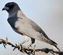 Black-faced Woodswallow