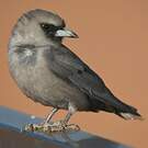 Langrayen gris