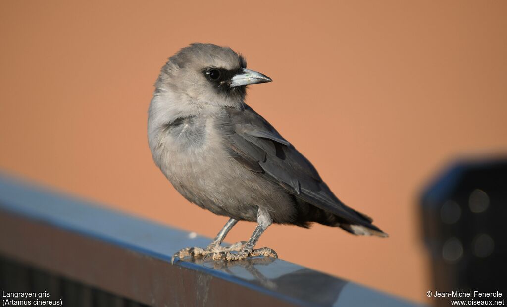 Black-faced Woodswallow