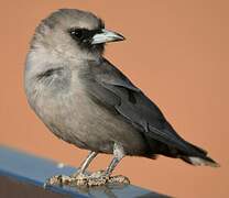 Black-faced Woodswallow