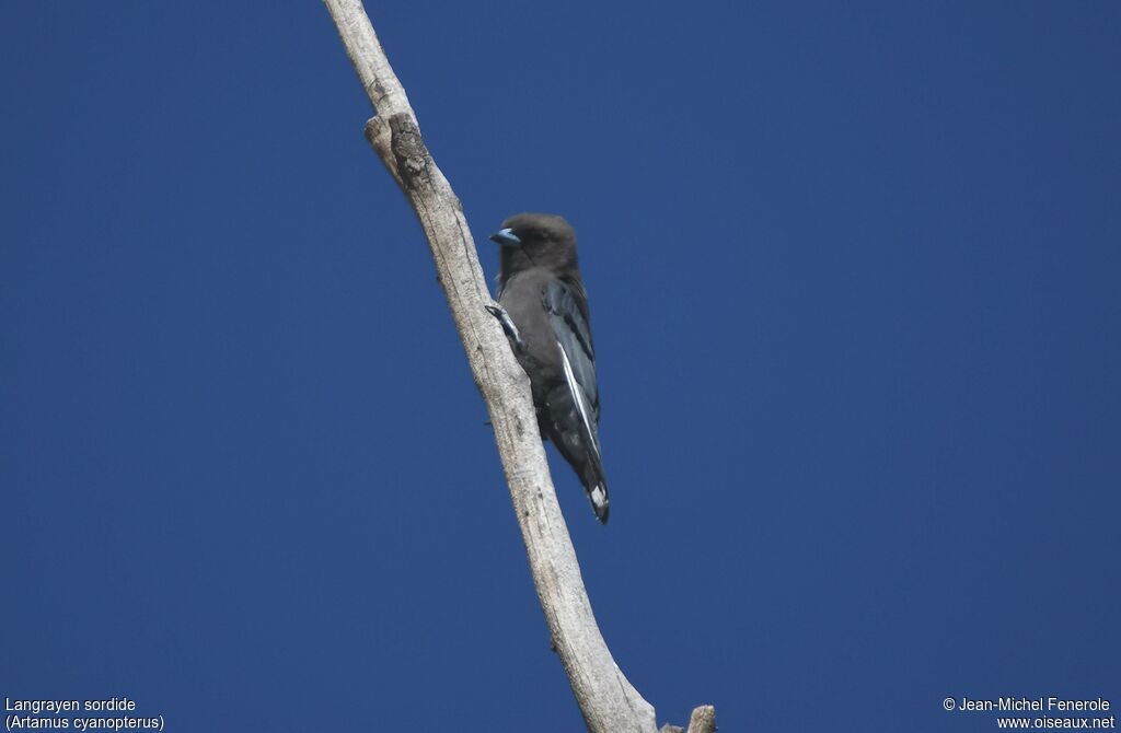 Dusky Woodswallow