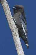 Dusky Woodswallow