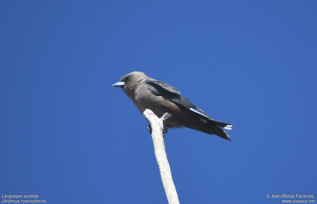 Dusky Woodswallow