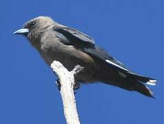 Dusky Woodswallow