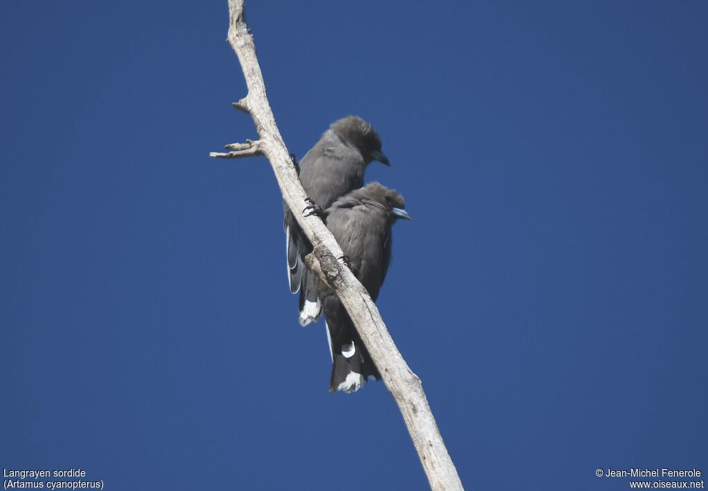 Dusky Woodswallow