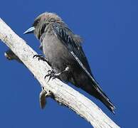 Dusky Woodswallow