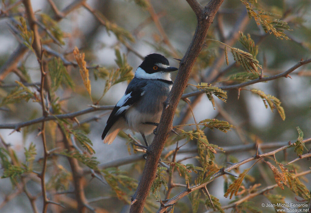 White-tailed Shrike, identification