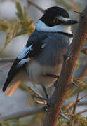 White-tailed Shrike