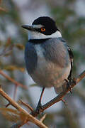 White-tailed Shrike