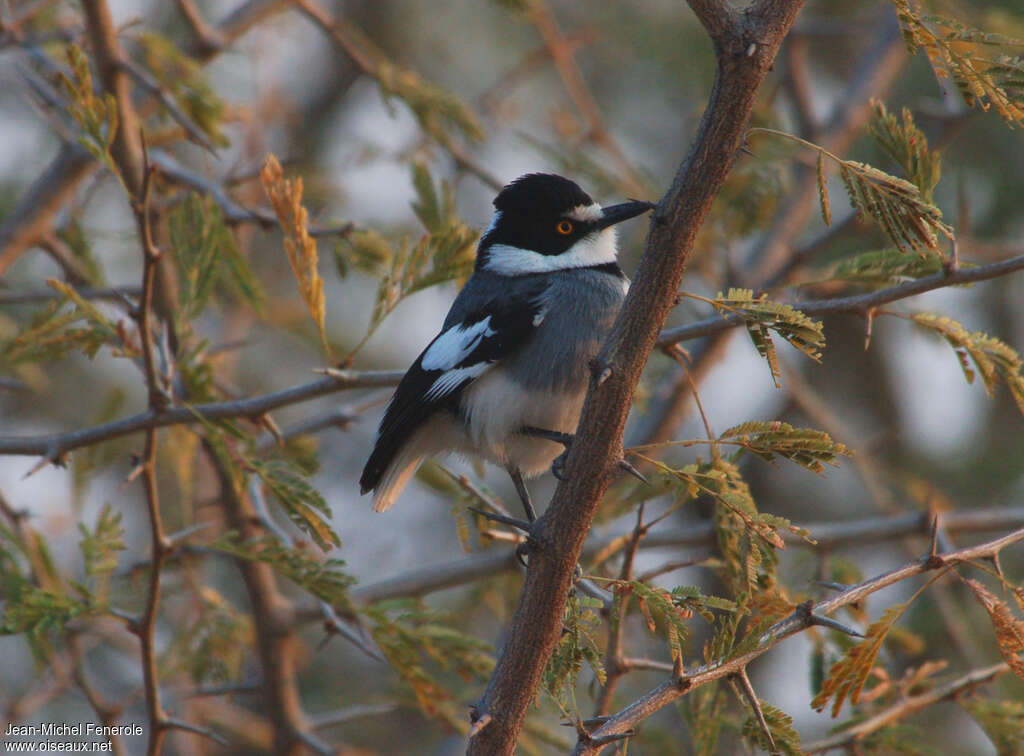 White-tailed Shrike, identification