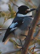 White-tailed Shrike