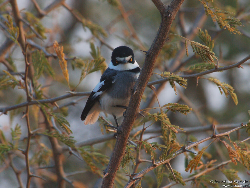 White-tailed Shrike, identification