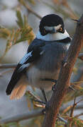 White-tailed Shrike