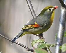 Red-billed Leiothrix