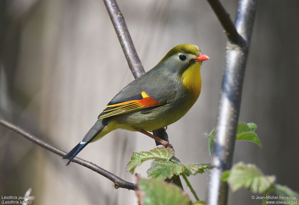 Red-billed Leiothrix