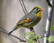 Red-billed Leiothrix