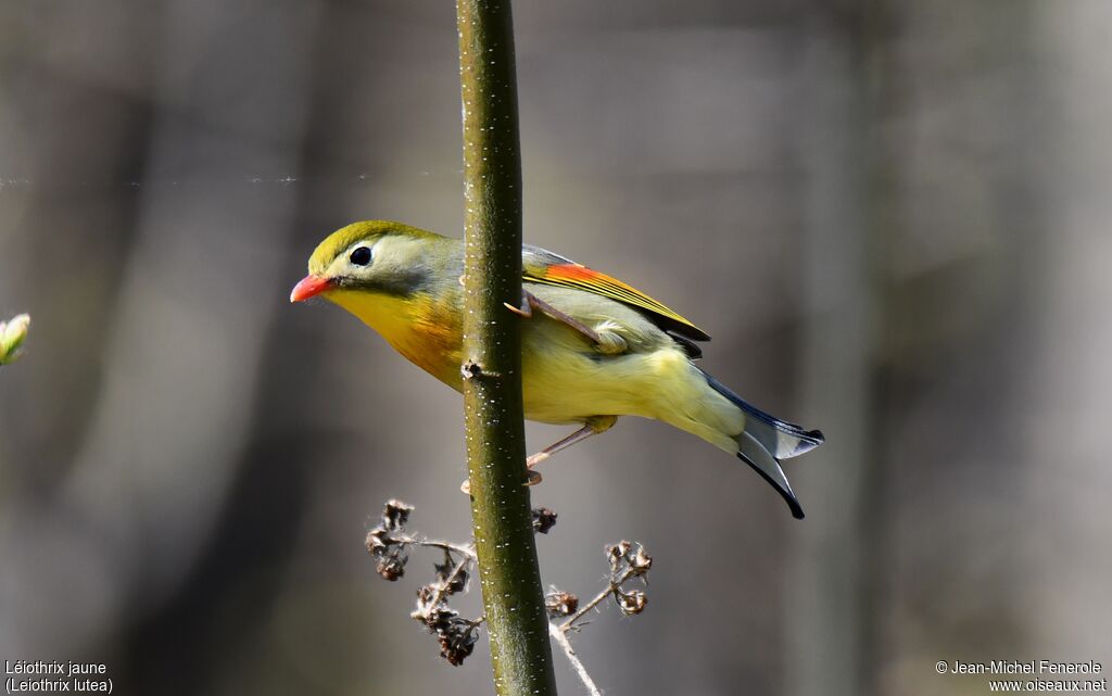 Red-billed Leiothrix