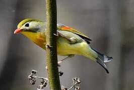 Red-billed Leiothrix