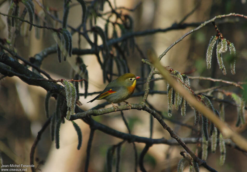 Red-billed Leiothrixadult, identification