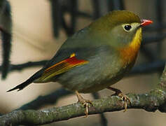 Red-billed Leiothrix