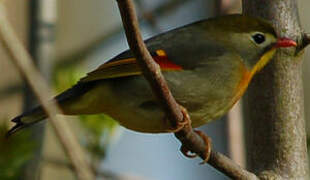 Red-billed Leiothrix