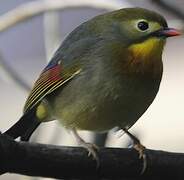 Red-billed Leiothrix