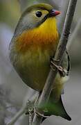 Red-billed Leiothrix