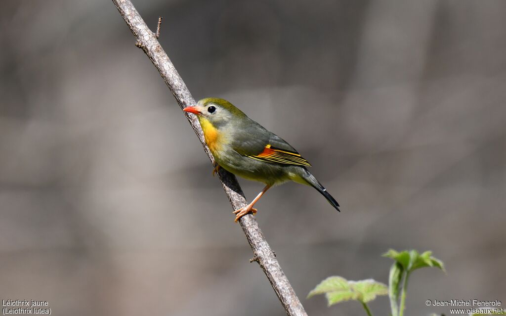 Red-billed Leiothrix