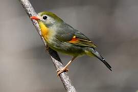 Red-billed Leiothrix