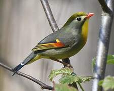 Red-billed Leiothrix