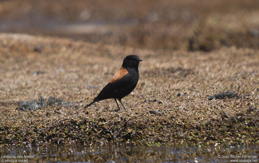 Andean Negrito