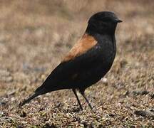 Andean Negrito