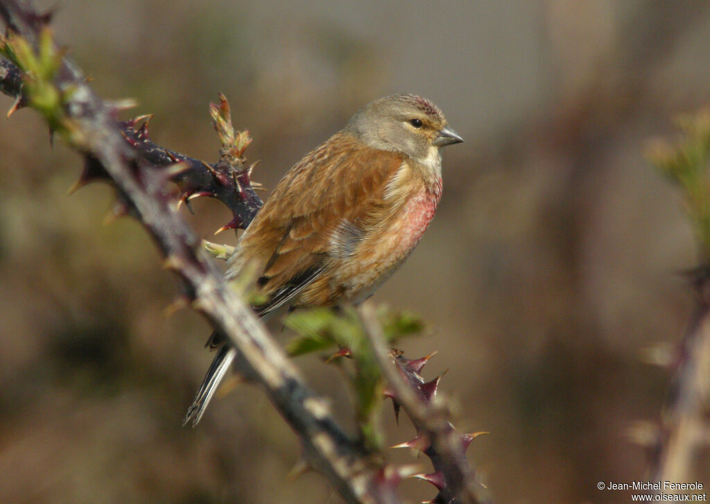 Common Linnet male adult, identification