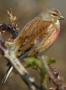 Common Linnet