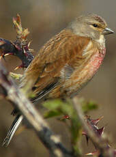 Linotte mélodieuse