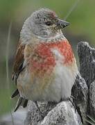 Common Linnet