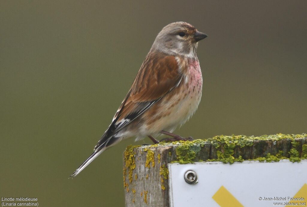 Linotte mélodieuse