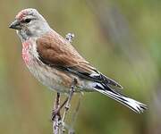 Linotte mélodieuse