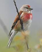 Linotte mélodieuse