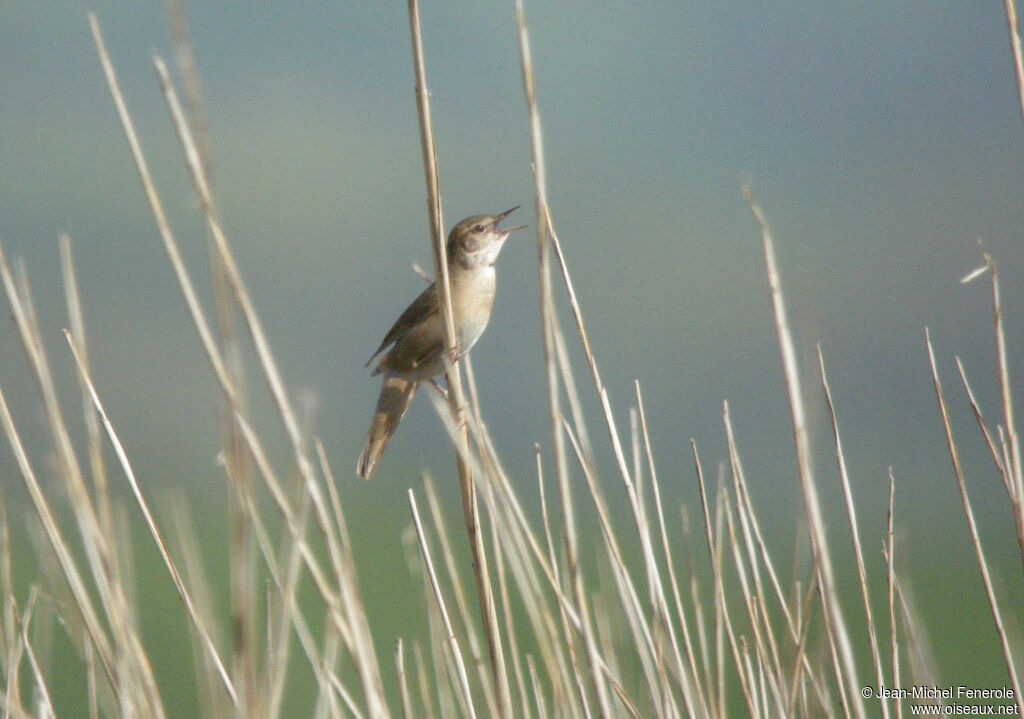 Savi's Warbler