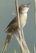 Savi's Warbler