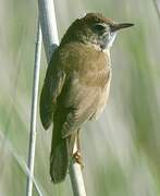 Savi's Warbler